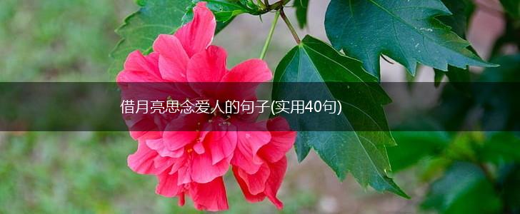 借月亮思念爱人的句子(实用40句),第1张