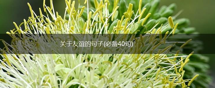 关于友谊的句子(必备40句),第1张