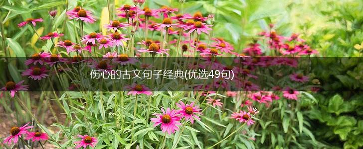 伤心的古文句子经典(优选49句),第1张