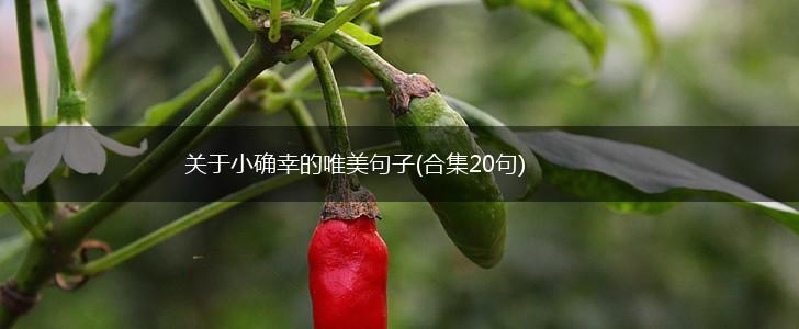 关于小确幸的唯美句子(合集20句),第1张