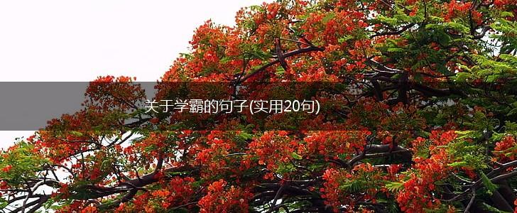 关于学霸的句子(实用20句),第1张