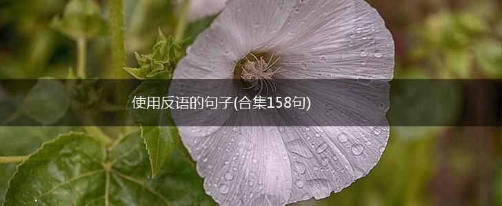 使用反语的句子(合集158句),第1张