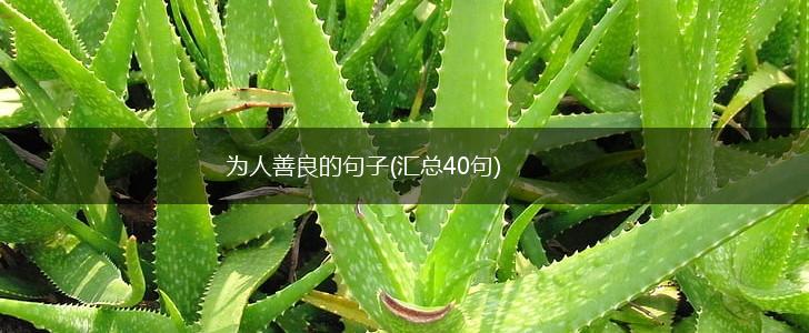 为人善良的句子(汇总40句),第1张