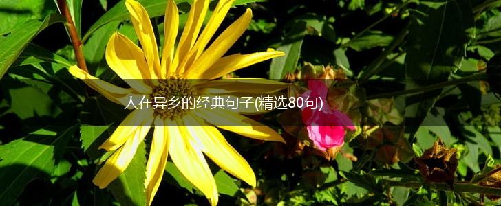 人在异乡的经典句子(精选80句),第1张