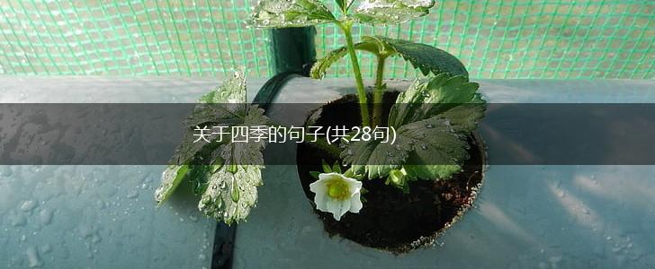 关于四季的句子(共28句),第1张