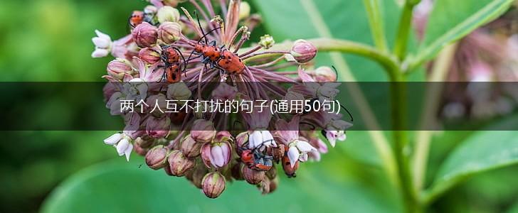 两个人互不打扰的句子(通用50句),第1张