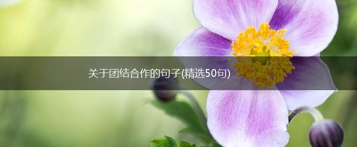 关于团结合作的句子(精选50句),第1张