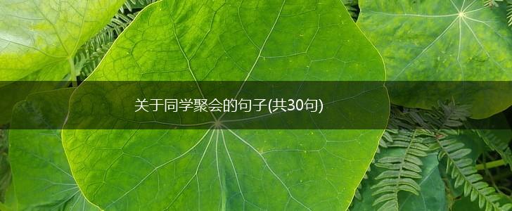 关于同学聚会的句子(共30句),第1张