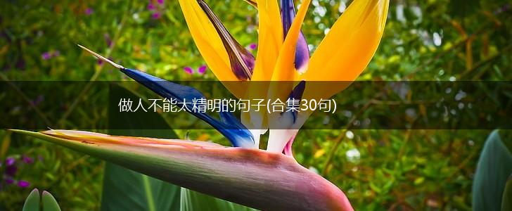 做人不能太精明的句子(合集30句),第1张