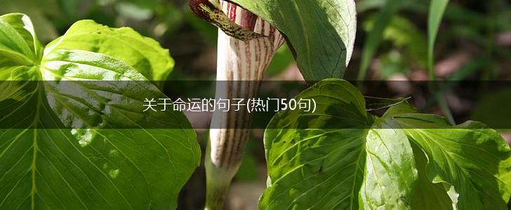 关于命运的句子(热门50句),第1张