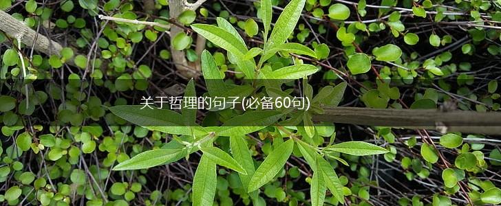 关于哲理的句子(必备60句),第1张