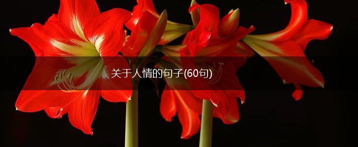 关于人情的句子(60句),第1张