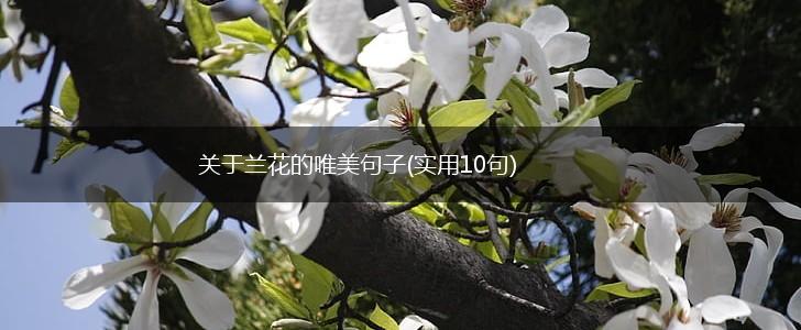 关于兰花的唯美句子(实用10句),第1张