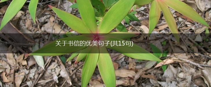 关于书信的优美句子(共15句),第1张