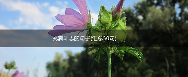充满斗志的句子(汇总50句),第1张