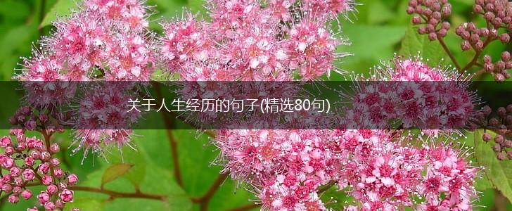 关于人生经历的句子(精选80句),第1张