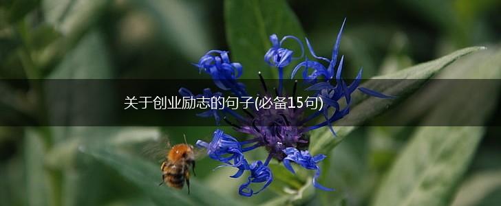 关于创业励志的句子(必备15句),第1张