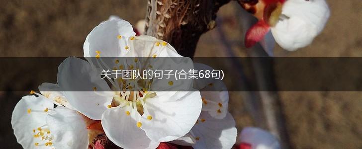 关于团队的句子(合集68句),第1张