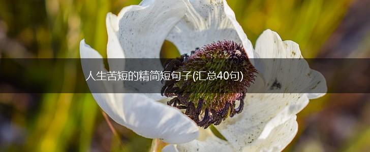 人生苦短的精简短句子(汇总40句),第1张