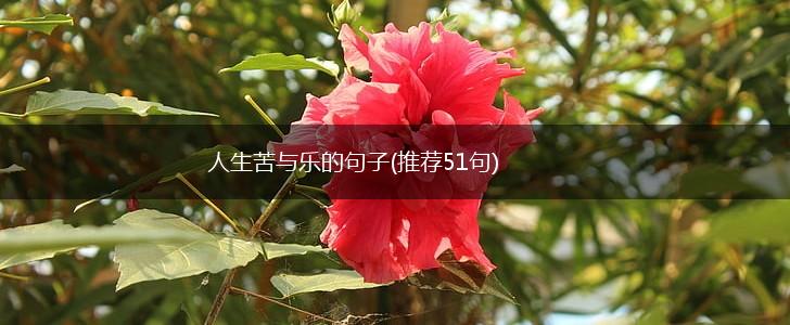 人生苦与乐的句子(推荐51句),第1张
