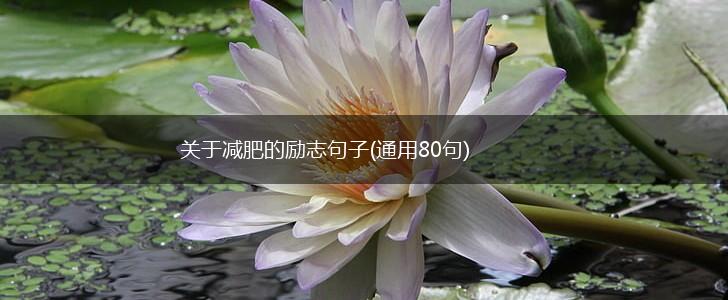 关于减肥的励志句子(通用80句),第1张