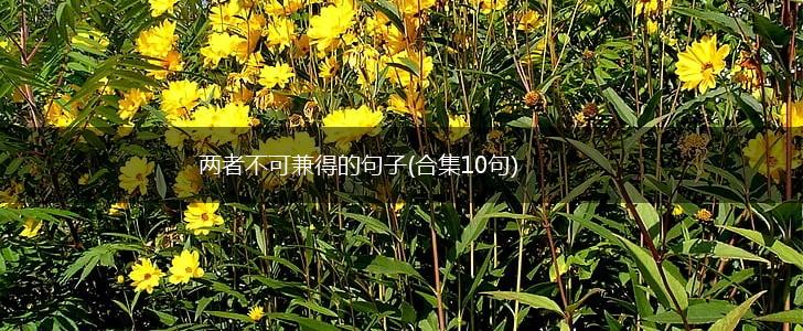 两者不可兼得的句子(合集10句),第1张