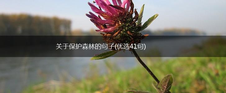 关于保护森林的句子(优选41句),第1张