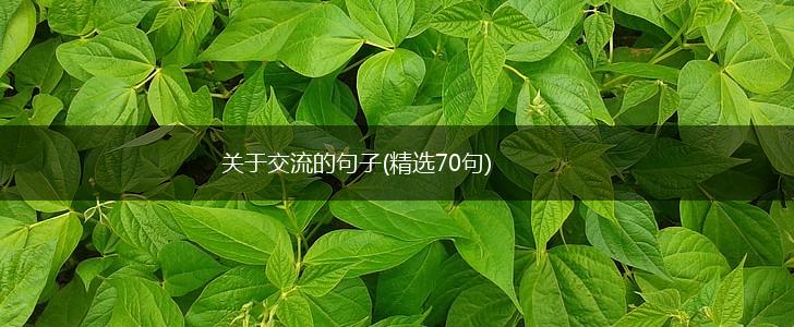 关于交流的句子(精选70句),第1张