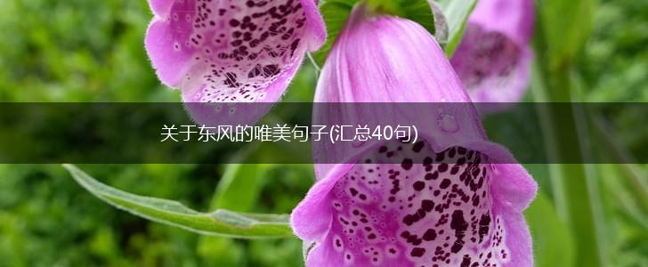 关于东风的唯美句子(汇总40句),第1张
