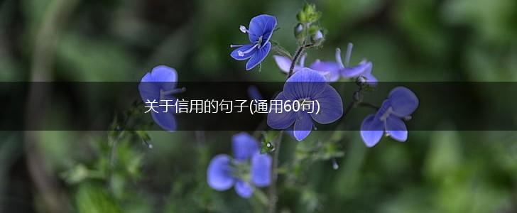 关于信用的句子(通用60句),第1张