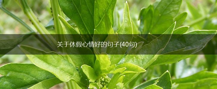 关于休假心情好的句子(40句),第1张