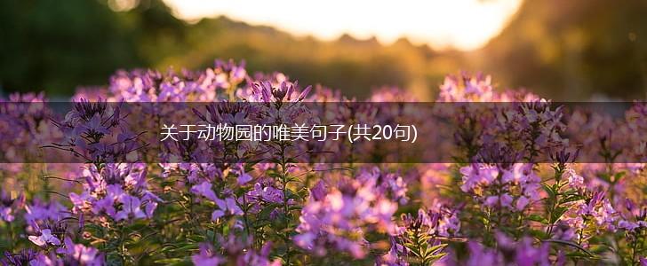 关于动物园的唯美句子(共20句),第1张
