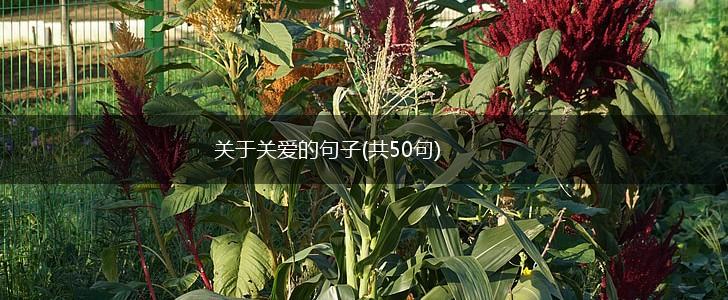 关于关爱的句子(共50句),第1张