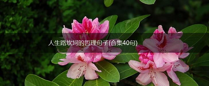 人生路坎坷的哲理句子(合集40句),第1张