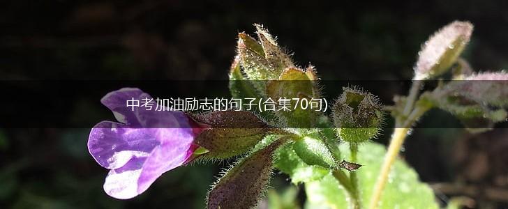 中考加油励志的句子(合集70句),第1张