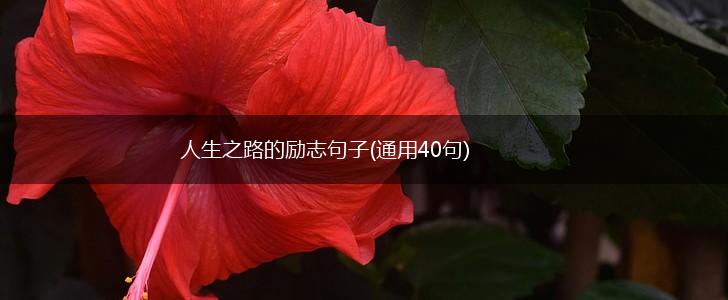 人生之路的励志句子(通用40句),第1张