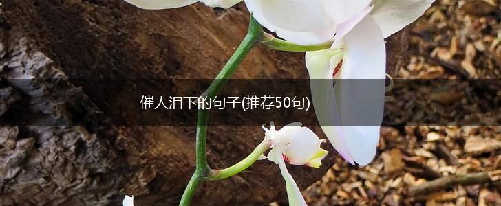 催人泪下的句子(推荐50句),第1张