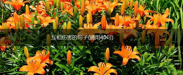 互相伤害的句子(通用40句),第1张