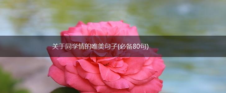 关于同学情的唯美句子(必备80句),第1张