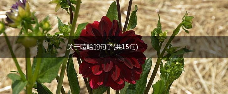 关于嘻哈的句子(共15句),第1张