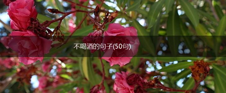 不喝酒的句子(50句),第1张