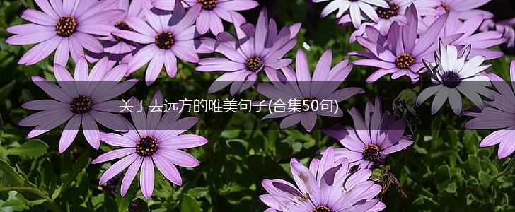 关于去远方的唯美句子(合集50句),第1张