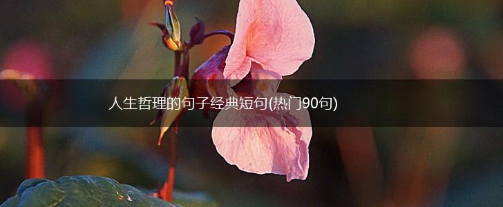 人生哲理的句子经典短句(热门90句),第1张