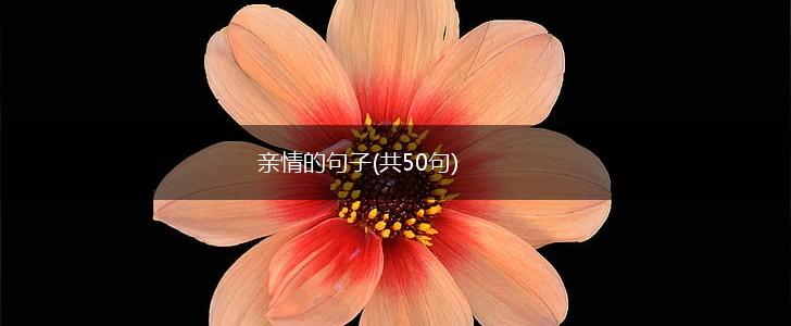 亲情的句子(共50句),第1张