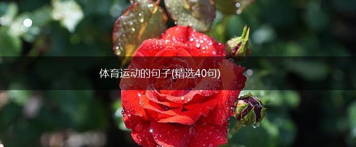 体育运动的句子(精选40句),第1张
