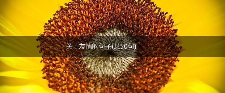 关于友情的句子(共50句),第1张