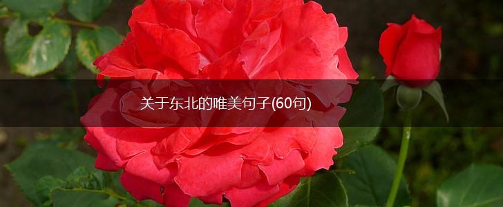 关于东北的唯美句子(60句),第1张