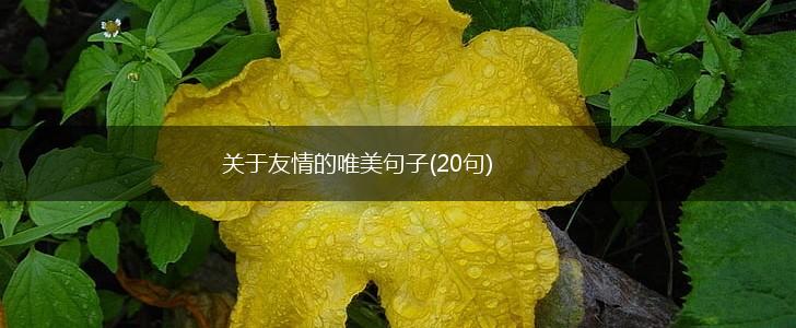 关于友情的唯美句子(20句),第1张