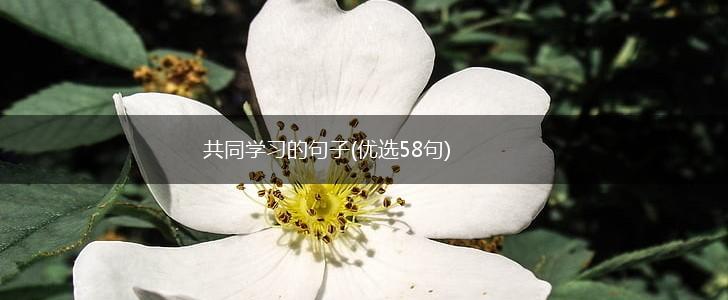 共同学习的句子(优选58句),第1张