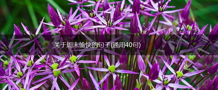 关于周末愉快的句子(通用40句),第1张